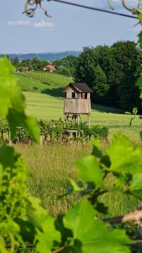 nad vinogradom_2